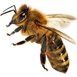 Africanized Honey Bee Hybrid